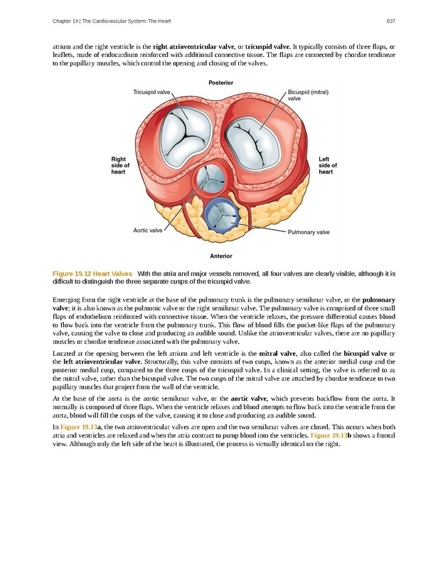 Anatomy & Physiology - 