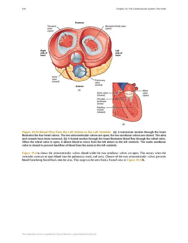 Anatomy & Physiology - 