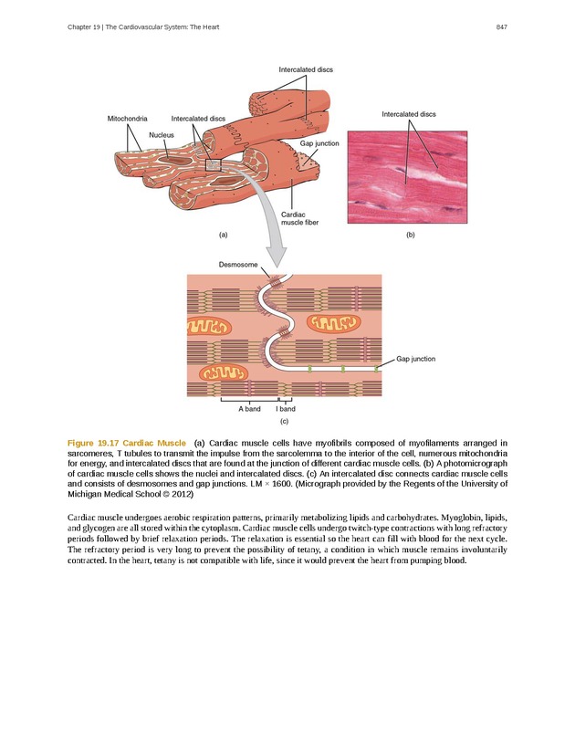 Anatomy & Physiology - 