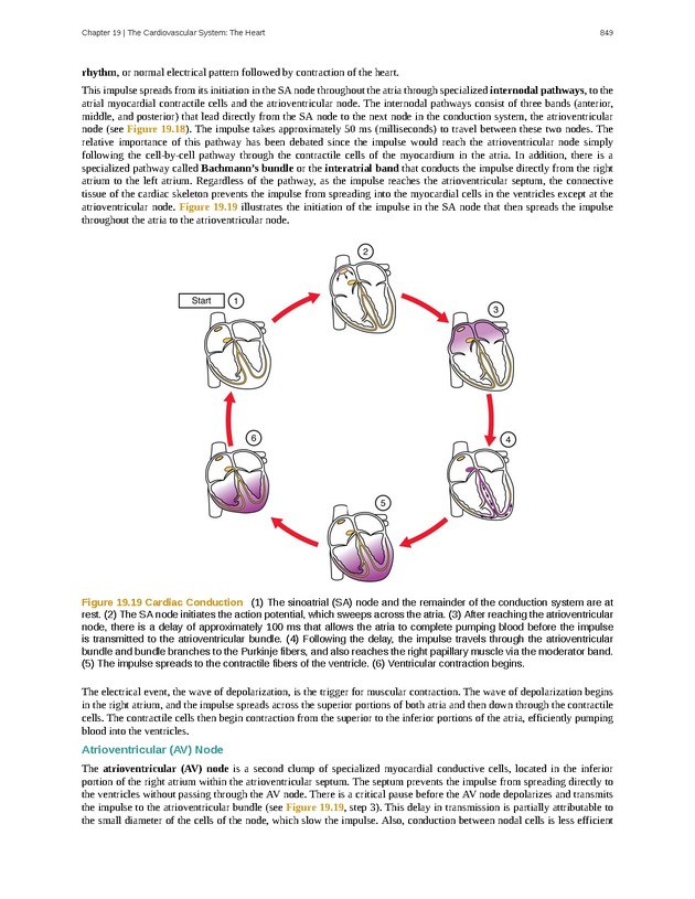Anatomy & Physiology - 
