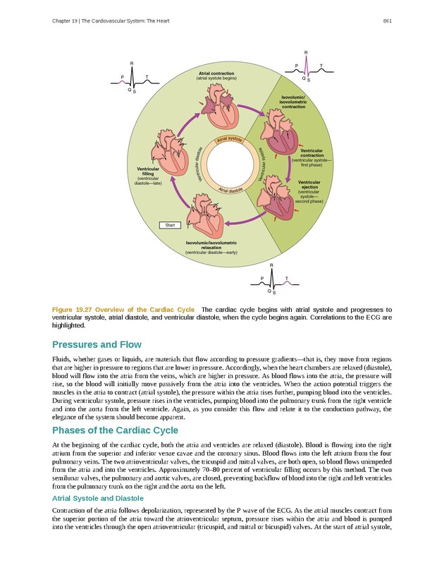 Anatomy & Physiology - 