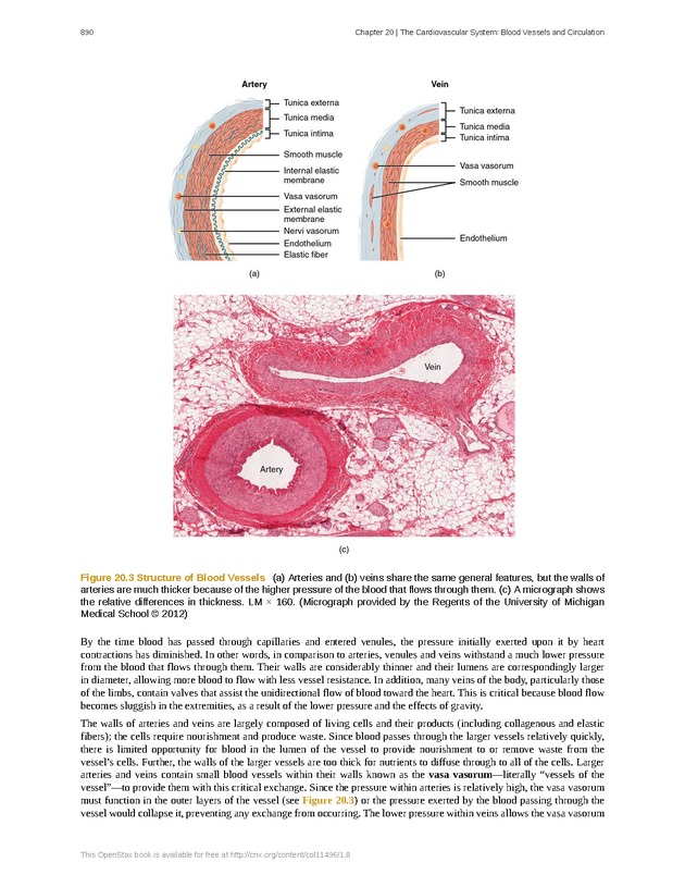 Anatomy & Physiology - 