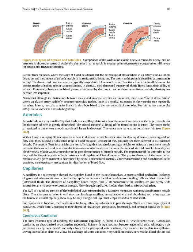 Anatomy & Physiology - 