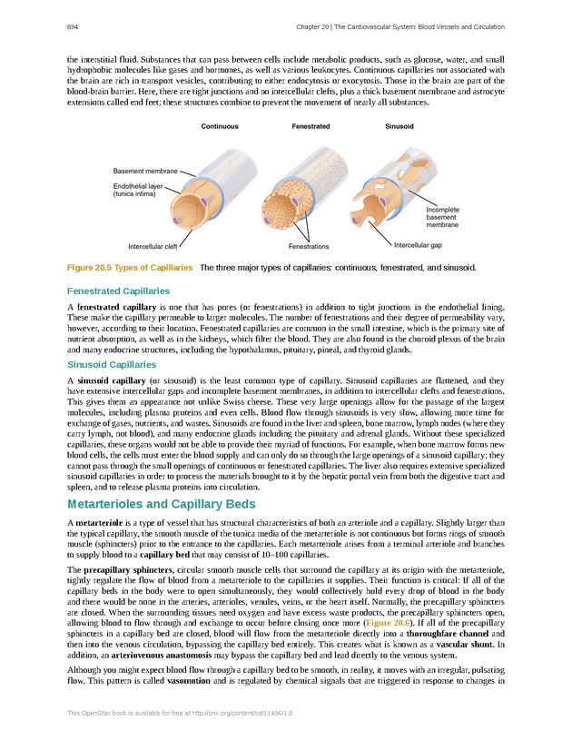 Anatomy & Physiology - 