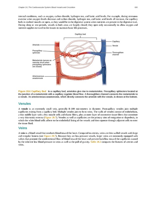 Anatomy & Physiology - 