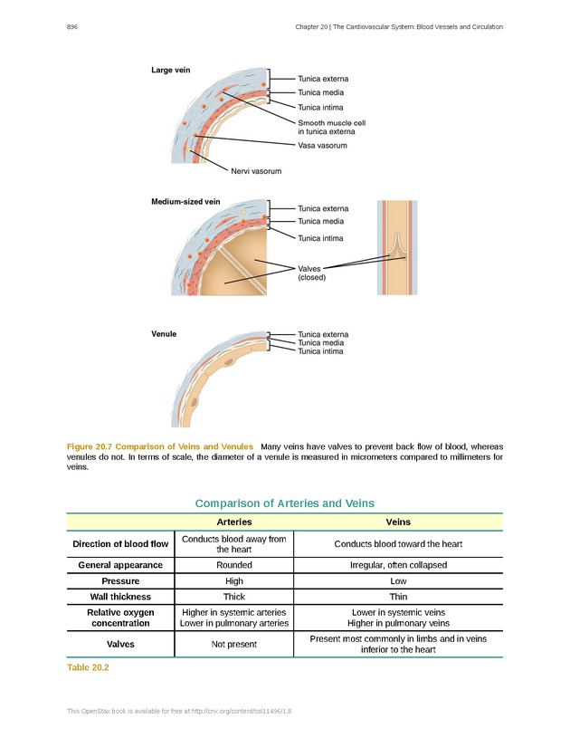 Anatomy & Physiology - 