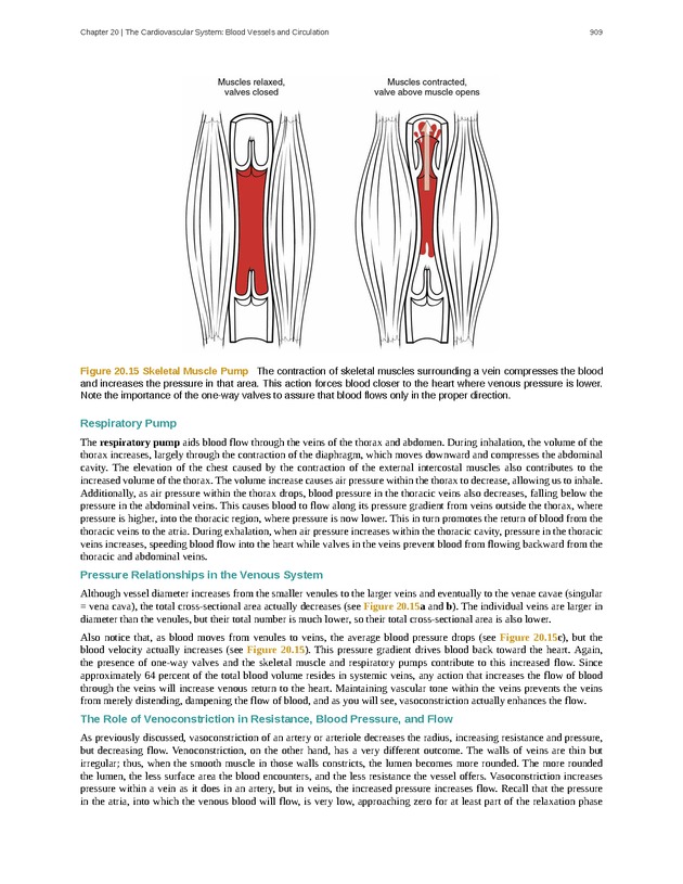 Anatomy & Physiology - 