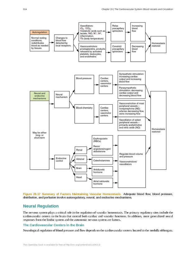Anatomy & Physiology - 