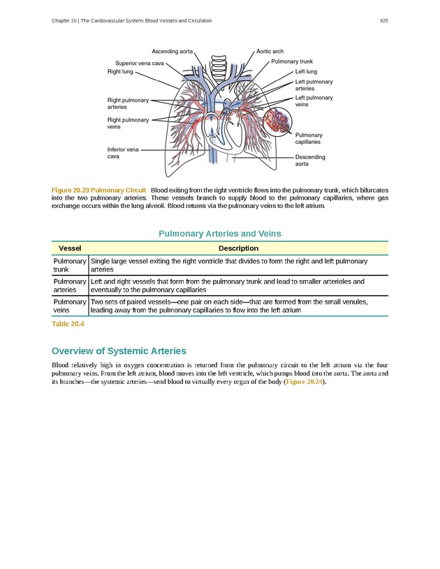 Anatomy & Physiology - 