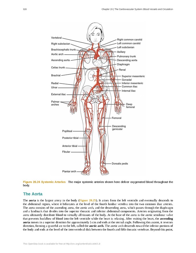 Anatomy & Physiology - 