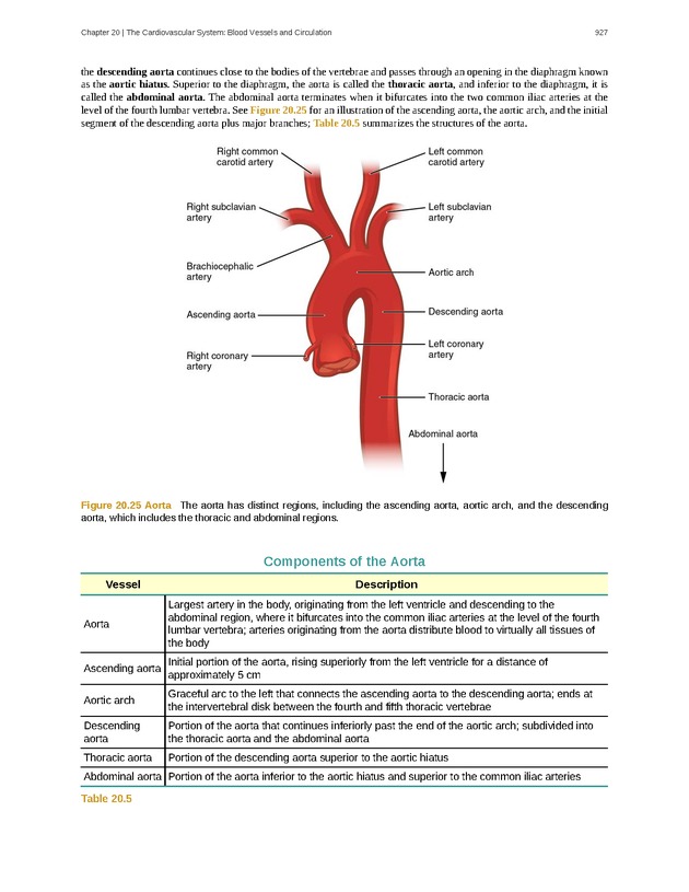 Anatomy & Physiology - 
