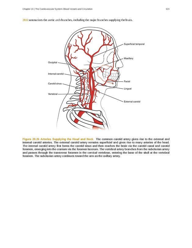 Anatomy & Physiology - 