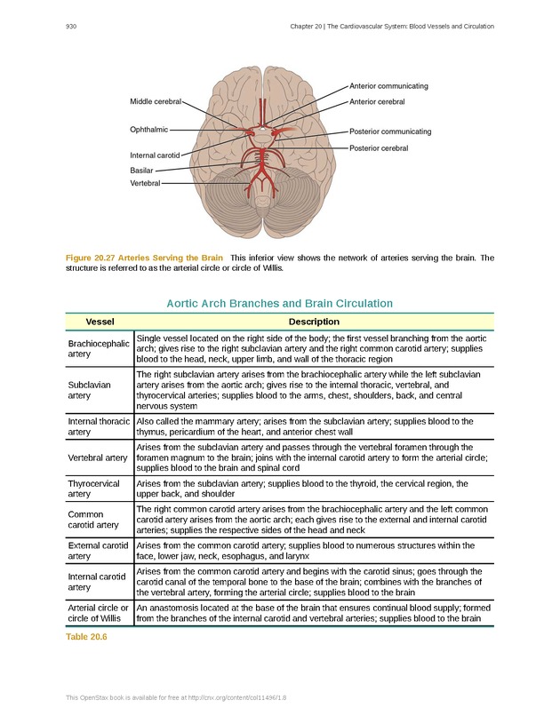 Anatomy & Physiology - 