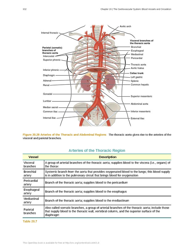 Anatomy & Physiology - 