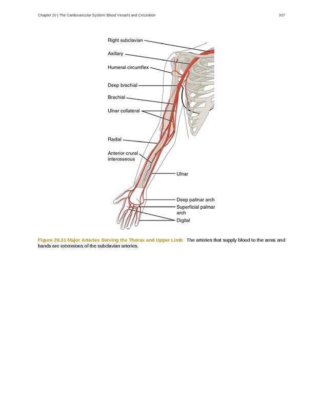 Anatomy & Physiology - 