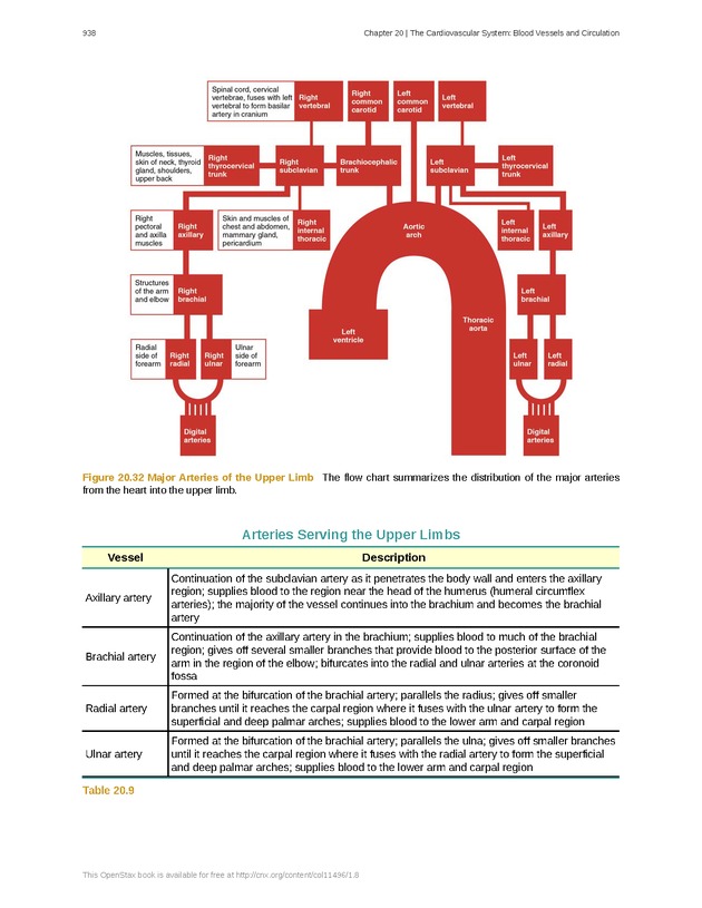 Anatomy & Physiology - 