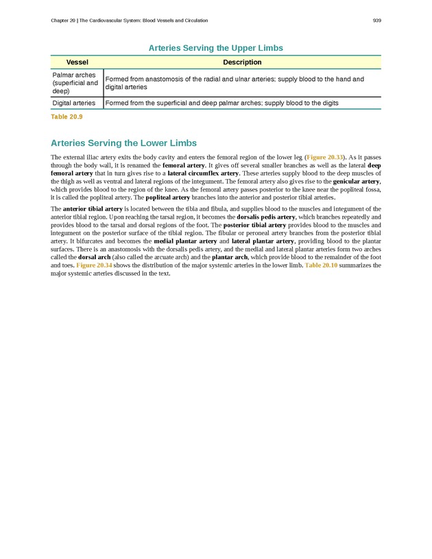 Anatomy & Physiology - 