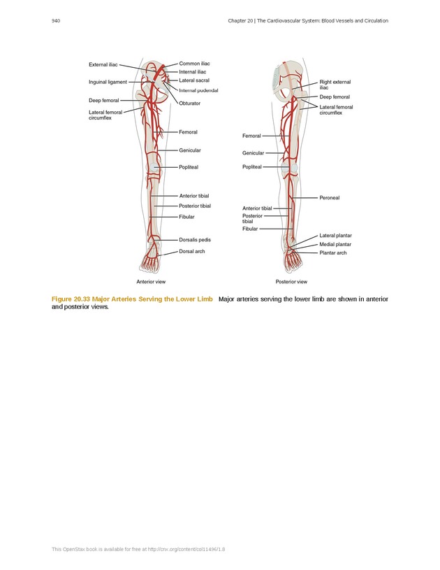 Anatomy & Physiology - 