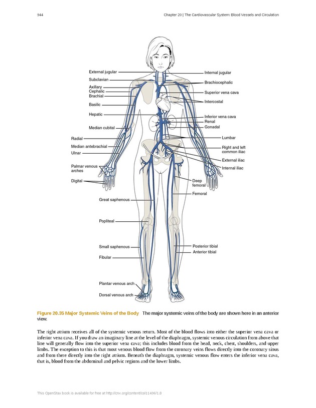 Anatomy & Physiology - 