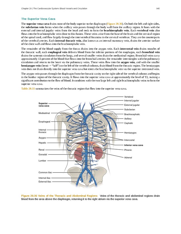 Anatomy & Physiology - 