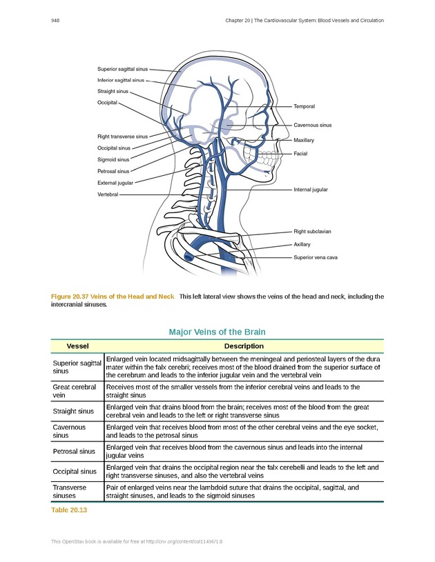 Anatomy & Physiology - 