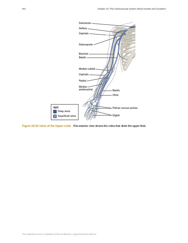 Anatomy & Physiology - 