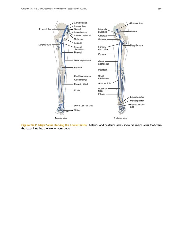 Anatomy & Physiology - 