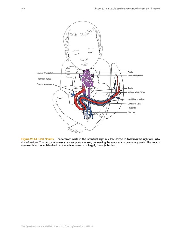 Anatomy & Physiology - 