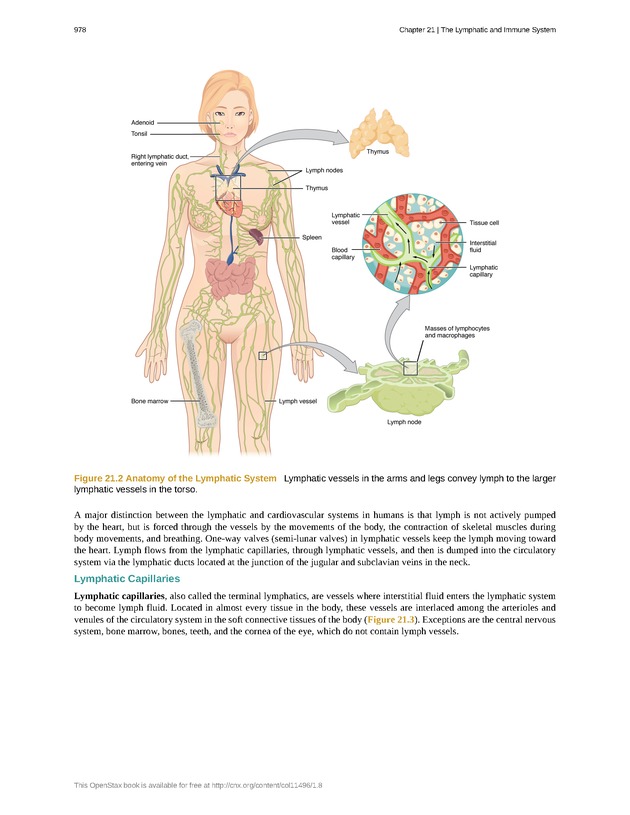 Anatomy & Physiology - 