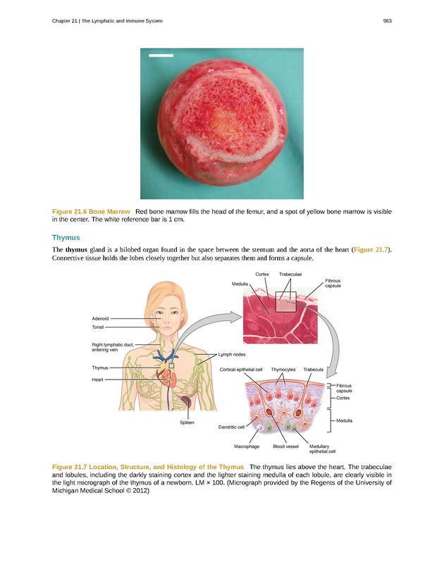 Anatomy & Physiology - 