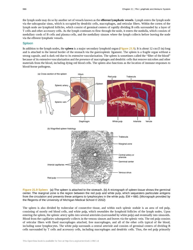 Anatomy & Physiology - 