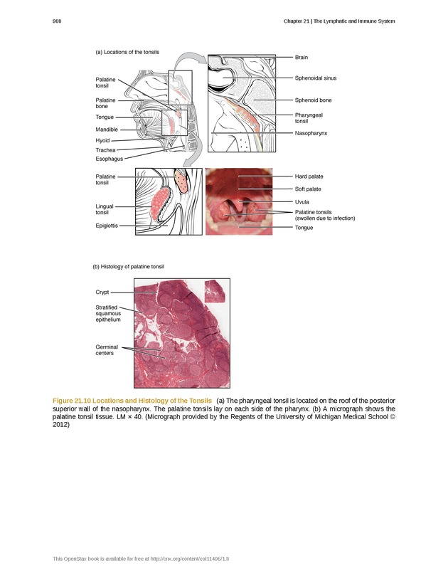 Anatomy & Physiology - 