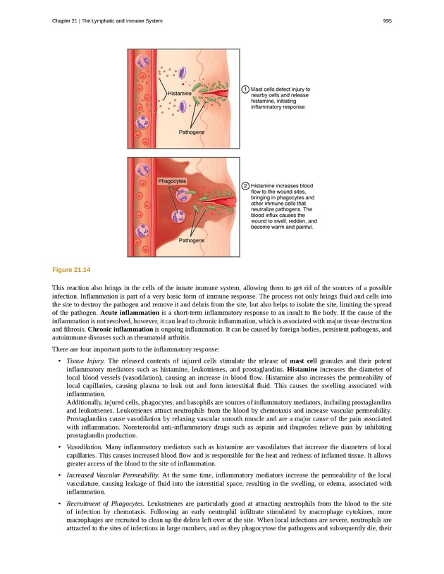 Anatomy & Physiology - 