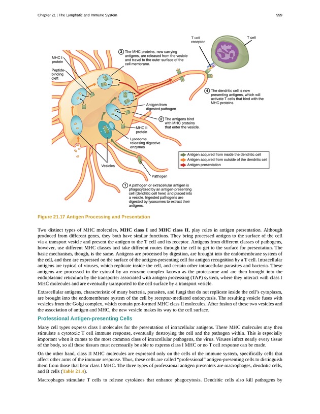 Anatomy & Physiology - 
