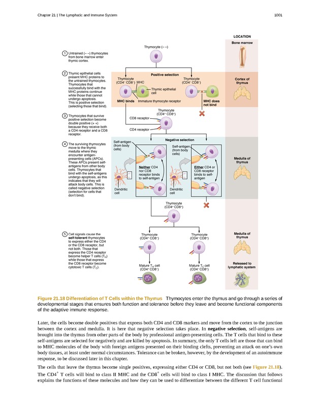 Anatomy & Physiology - 