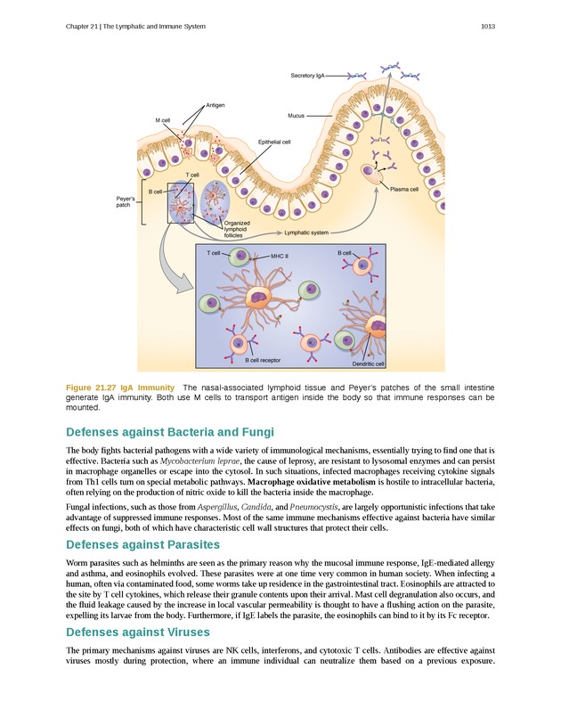 Anatomy & Physiology - 