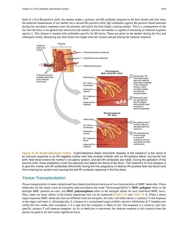 Anatomy & Physiology - 