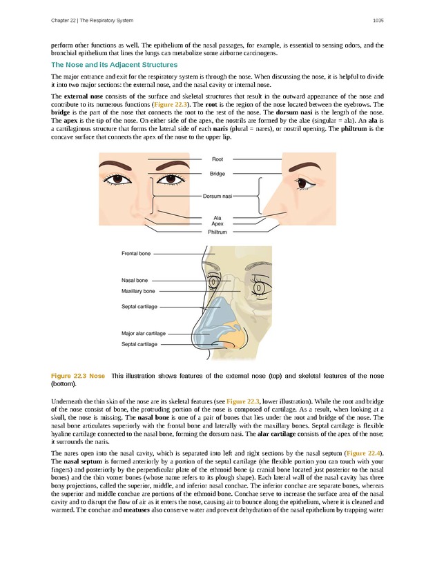 Anatomy & Physiology - 