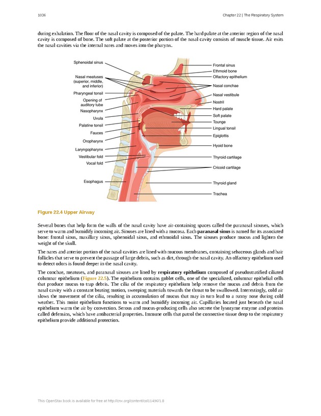 Anatomy & Physiology - 
