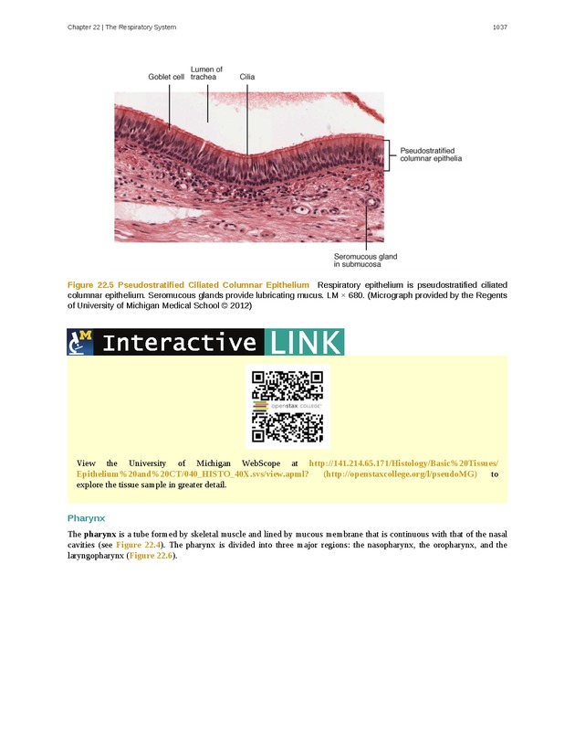Anatomy & Physiology - 