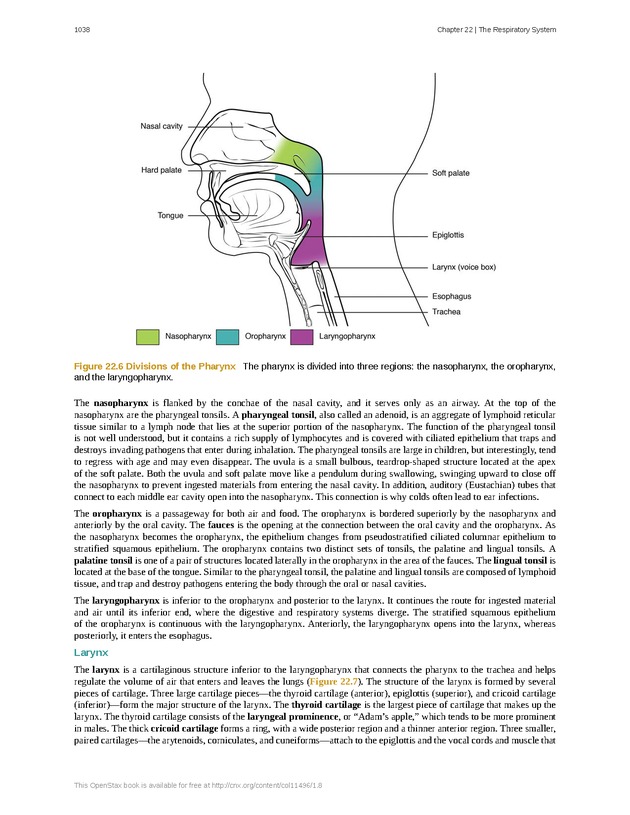 Anatomy & Physiology - 