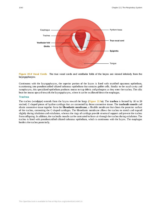 Anatomy & Physiology - 