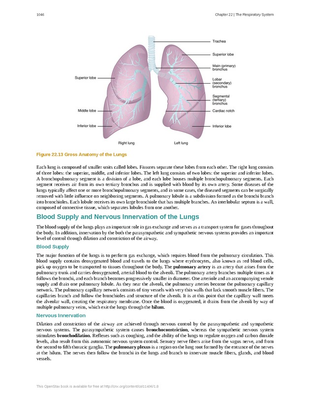 Anatomy & Physiology - 