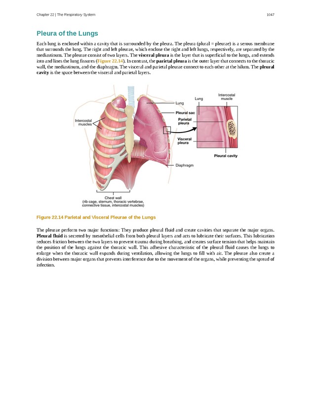 Anatomy & Physiology - 