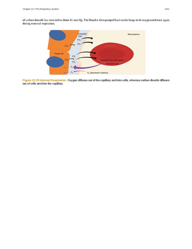 Anatomy & Physiology - 