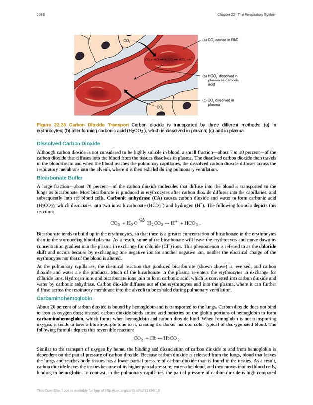 Anatomy & Physiology - 