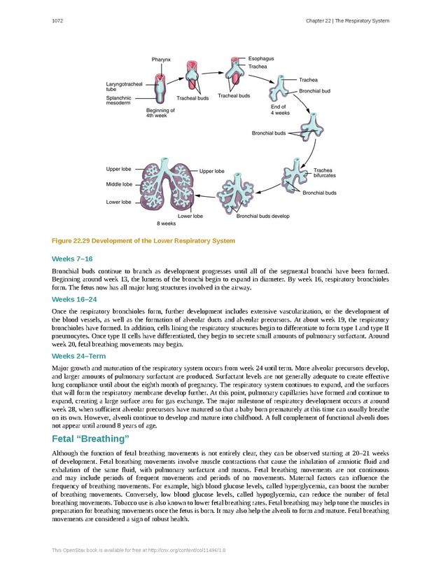 Anatomy & Physiology - 