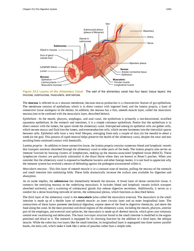 Anatomy & Physiology - 