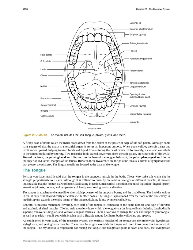 Anatomy & Physiology - 