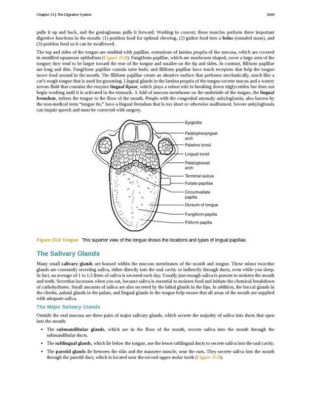 Anatomy & Physiology - 